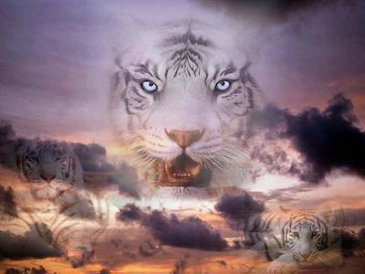 tigre